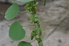 Cissampelos pareira var. hirsuta